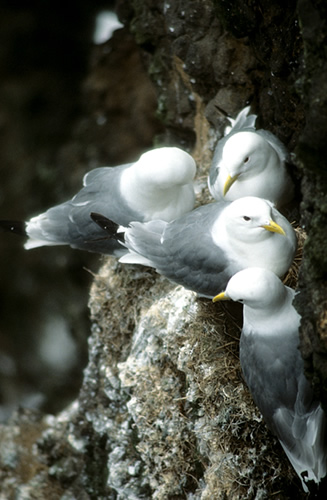 Möven nisten auf kleinsten Vorsprüngen an den Vogelfelsen im Atlantik 